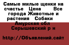 Самые милые щенки на счастье › Цена ­ 1 - Все города Животные и растения » Собаки   . Амурская обл.,Серышевский р-н